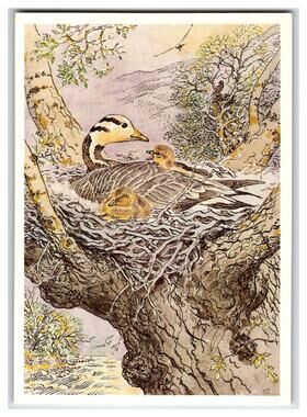 1989 Russian Bar-headed Goose & Goslings Nesting Tree Art Postcard V. Gorbatov